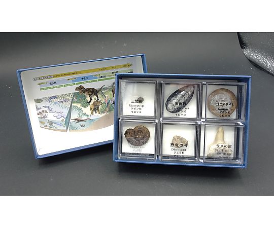 67-8047-09 示準化石 6種 【AXEL】 アズワン