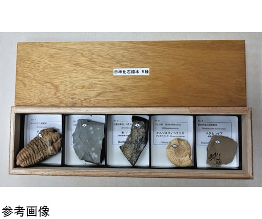 示準化石標本 5種 