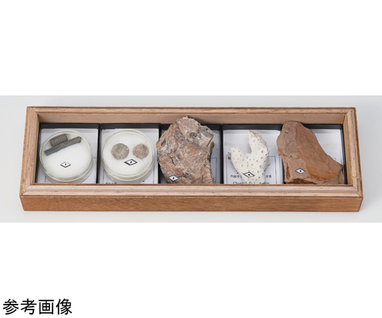 示相化石標本 5種 