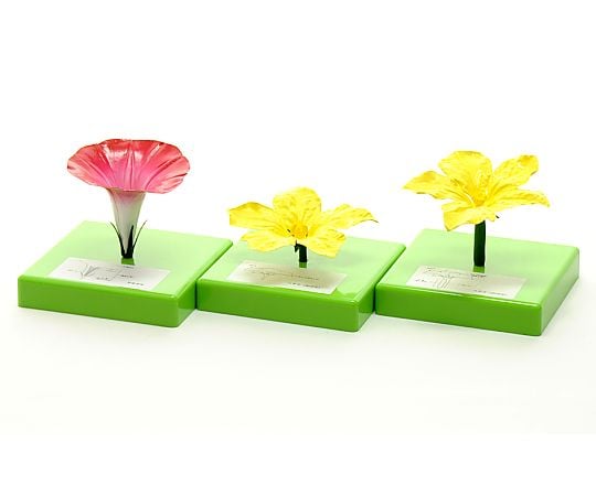 68-5775-17 花の構造模型セット 3種 M041 【AXEL】 アズワン