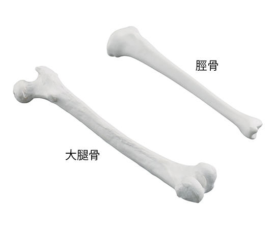 ナビトレ 訓練用モデル （大腿骨）