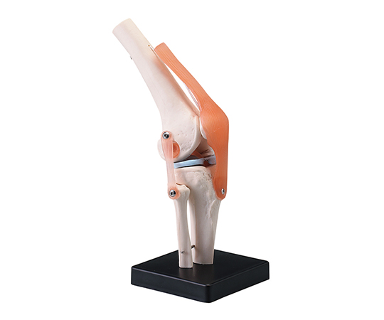 7-6375-06 関節模型（人体模型シリーズ） 膝関節
