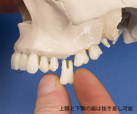 7-6506-01 頭蓋骨モデル 歯科用 4513