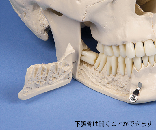 7-6506-01 頭蓋骨モデル 歯科用 4513