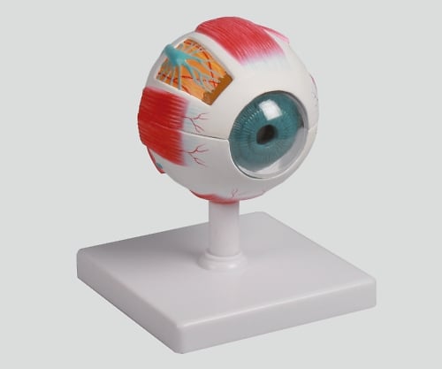 8-8315-01 眼球6分解モデル 100×100×120 F210