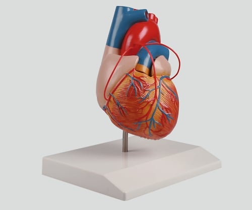 ナビス 8-8316-01　バイパス付心臓２分解モデル　８０×８０×１４０[個](as1-8-8316-01)