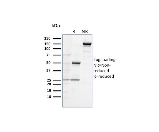 CD284 (Toll-Like Receptor 4) 100ug