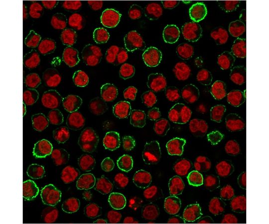 CD20/ MS4A1 (B-Cell Marker) 20ug