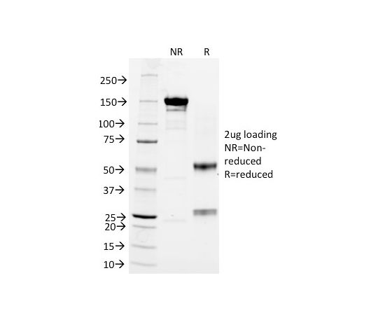 85-1240-50 CD3e (T-Cell Marker) 20ug 916-MSM6-P0 【AXEL】 アズワン