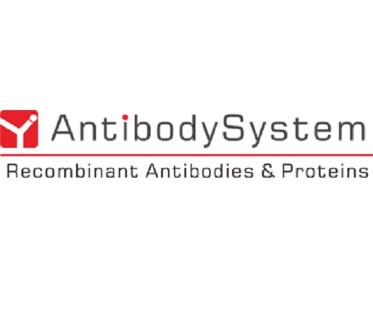 Recombinant Anti-S2 Protein antibody （1D8） 1mg　RVV00501