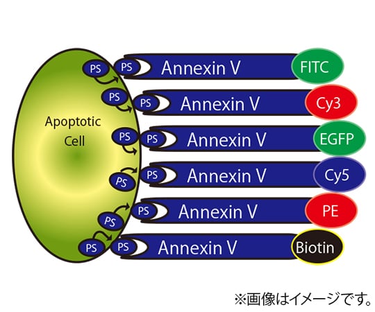 【冷蔵】BioVision89-0075-07　Annexin V アポトーシス検出試薬・キット Annexin V-FITC Apoptosis Kit　K101-100