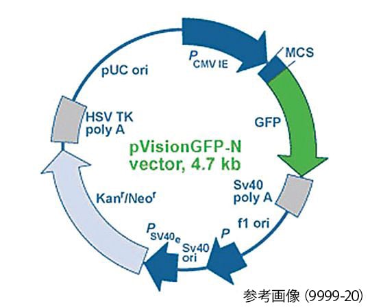 【冷凍】BioVision89-0112-43　蛍光イメージング用発現ベクター pVision-RFP-N Vector　9997-20