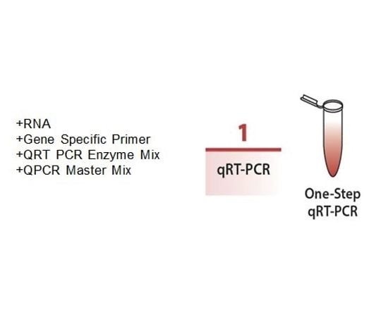 【冷凍】BioVision89-0116-37　qRT-PCR酵素 Jade? qRT-PCR酵素 iCycler対応　M1176-100
