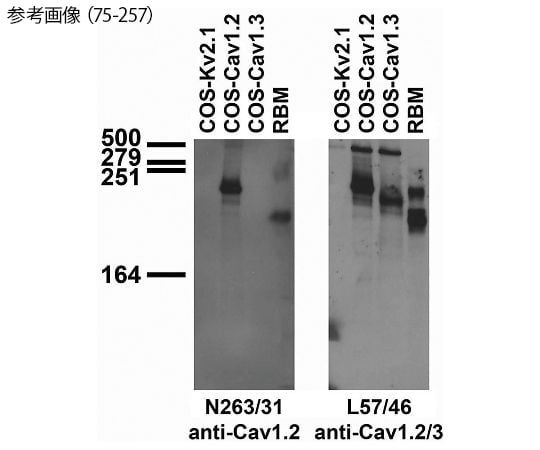 【冷凍】NeuroMab89-0118-27　一次抗体（NeuroMab） Cav1.2 Ca2+ channel　75-257