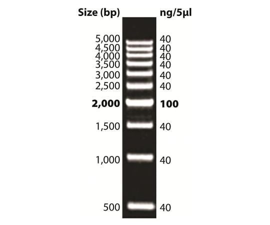 【冷凍】G-Biosciences89-5240-66　DNAラダーマーカー DNAmark?100bp Plus　786-856
