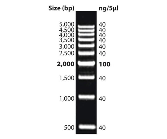 【冷凍】G-Biosciences89-5248-95　DNAラダーマーカー DNAmark?500bp　786-462
