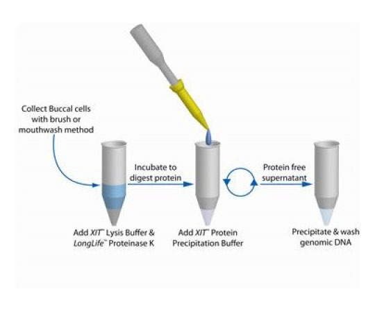 XIT Genomic DNA from Buccal Cells with collection brushes, 25 Samples 786-343