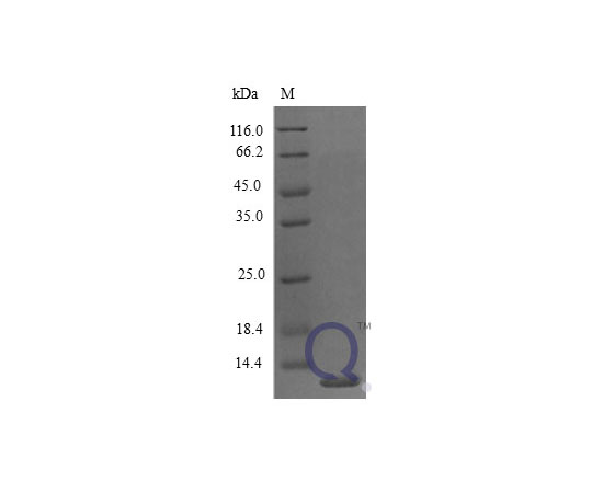 89-5349-42 ENA-78 E.coli QP10253-ec-250ug アズワン Mouse CXCL5 &x2F; 低価大人気