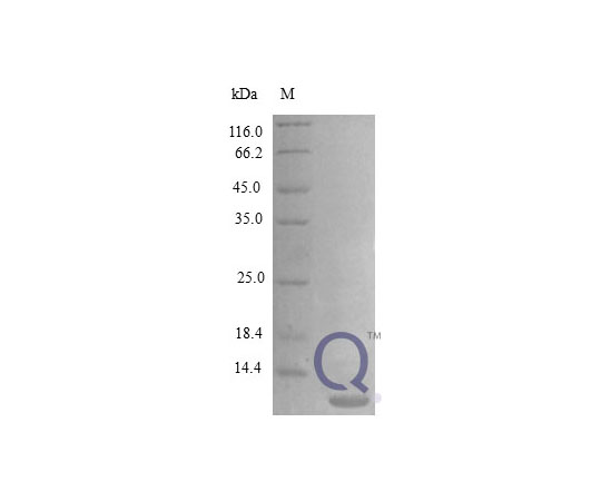 89-5350-53 GRO gamma E.coli QP10282-ec-250ug アズワン Rat CXCL3 &x2F; 特価大得価