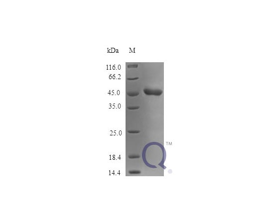 89-5350-70 PAI-2 E.coli QP10161-ec-2ug アズワン Human SerpinB2 &x2F; 大人気人気