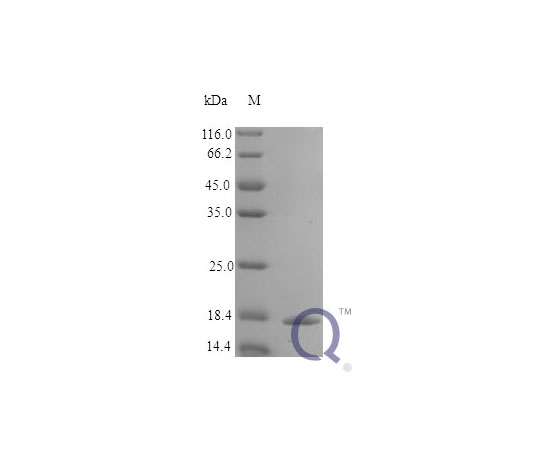 89-5350-89 &x2F; IL1B E.coli QP10307-ec-10ug アズワン Human IL-1 beta 在庫正規品