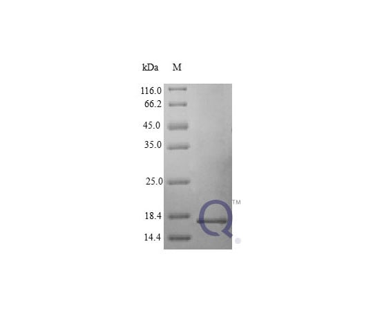 89-5360-02 Interferon Gamma Protein E.coli QP10409-ec-20ug アズワン Human IFNG &x2F; 新品NEW