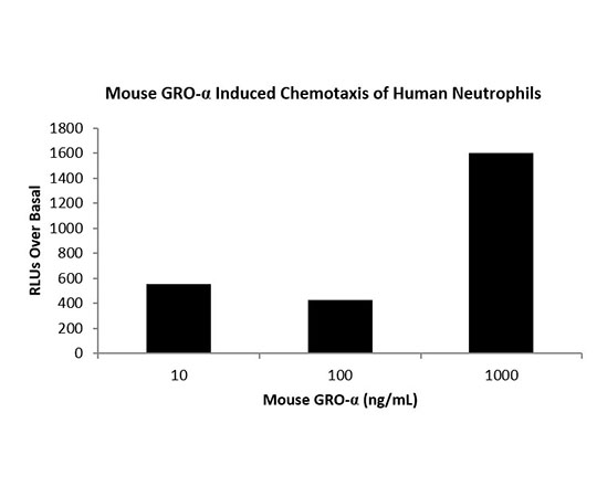 ［取扱停止］Mouse CXCL1 / MGSA / NAP-3 Protein　QP1455-500 ug