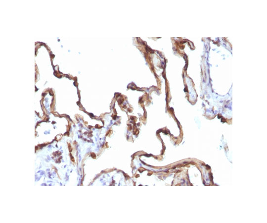 89-5626-34 Cytokeratin 7 Anti-Human Rat Monoclonal Clone KRT7&x2F;1198 3855-MSM8-P1 アズワン 国産新品