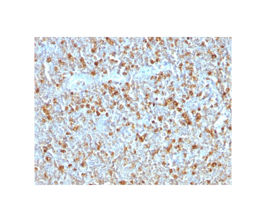 取扱を終了した商品ですAlpha-1-Antitrypsin AAT&x2F;1379 5265-MSM2-P2 89-5626-80 アズワン Anti-Human Monoclonal Clone: 低価最新作