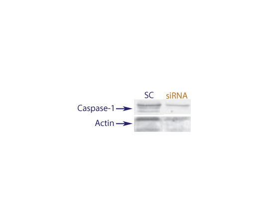 89-5630-39 Human Caspase-1 siRNA Translation BlockerTM Duplex QX38-5nmol アズワン 超歓迎格安