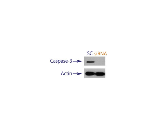 89-5630-43 Human Caspase-3 siRNA Translation BlockerTM Duplex QX40-10nmol アズワン 好評正規品