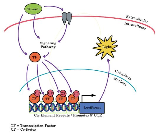 【冷凍】Signosis89-5781-89　ルシフェラーゼレポーター安定細胞株 NFAT Luciferase Reporter NIH 3T3 Stable Cell Line　SL-0029-FP