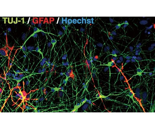 【洋書・神経細胞培養の実用書】Neural Cell Culture 洋書・神経細胞培養の実用書】Neural Cell Culture 本