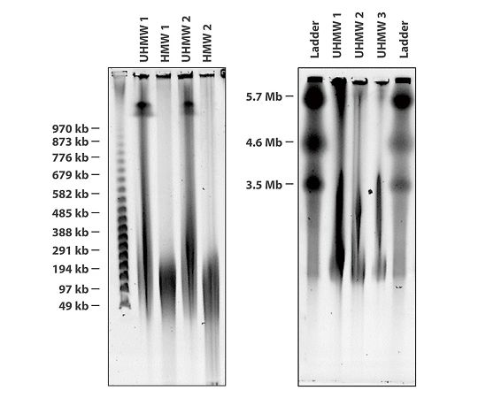 Nanobind 高分子ゲノムDNA抽出キット（磁気ディスク） 細胞、全血、バクテリア用 NB-900-001-01