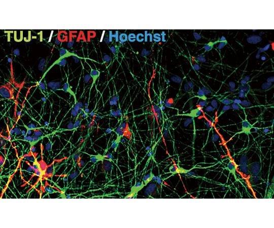 【冷凍】Neucyte、Inc.89-7173-05　SynFire Glutamatergic Induced Neurons (Small) 1001-20