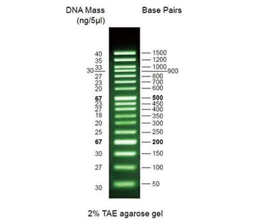 【冷蔵】BioVision89-7392-14　Image Green?DNAラダーマーカー 1 kb　M1156-500