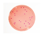 特定微生物試験培地　バイオレットレッド胆汁酸・ブドウ糖アガー　（30mL×20枚入）　1.46000.0020