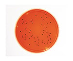 特定微生物試験培地　XLDアガー　（30mL×20枚入）　1.46073.0020