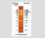 DNA電気泳動マーカー DMシリーズ