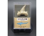 サメの歯（スチロールケース）1個　ZEO-1000-41