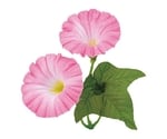 四季花ごよみ 朝顔（100ヶ入）