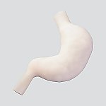 訓練用モデル（ナビトレ）　胃縫合モデル　立体　