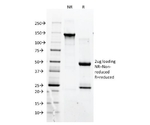 CD90 / Thy1 （Mesenchymal Cell Marker） 20ug