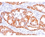p53 Tumor Suppressor Protein 20ug