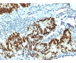 p53 Tumor Suppressor Protein 20ug