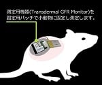 89-4933-18 マウス/ラット用腎機能蛍光検出器 専用パッチ（小